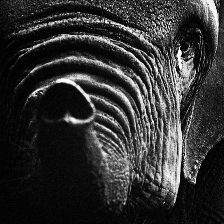 Sad elephant Berlin Zoo